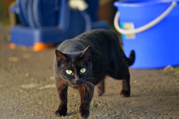 こっちを警戒しながら現れた黒猫。いつでも逃げれるようにそーっと近づいてくる感じが愛らしいんだけど、怖がらせてすまんかったな（2012年10月 Nikon D600）