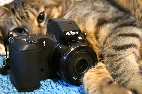 18.5mm/F1.8のレンズを装着した「Nikon1 V2」。後ろにいるのはうちの「かふか」（2012年11月 オリンパス OM-D E-M5）