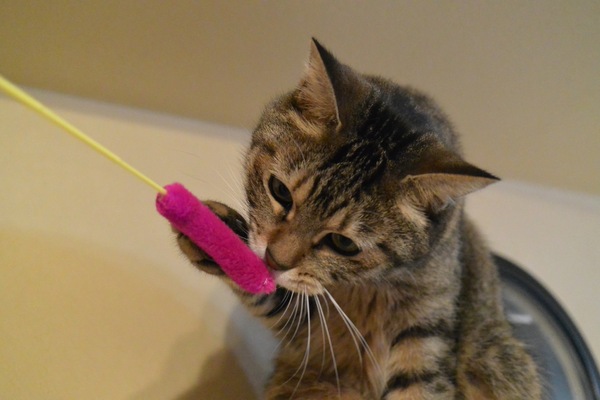 捕まえたオモチャに口を持って行くかふか。猫は獲物を爪でひっかけて口元にもってくるのだ（2012年11月 ニコン Nikon1 V2）