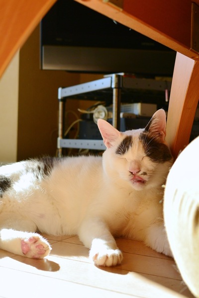 撮ったときは舌を出してるなんて気づかなかった。大五郎にばれないようモニターを見ないで撮ったから（2012年11月 ニコン Nikon1 V2）