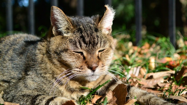 公園の片隅で日向ぼっこしてた猫。先っちょがクルンとカールした左耳が可愛い。寝ぼけまなこでした（2012年11月 ニコン Nikon1 V2）