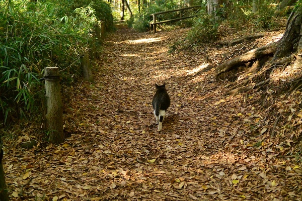 わざわざ通路のど真ん中を歩いて行く猫。立派である（2012年11月 ニコン Nikon1 V2）