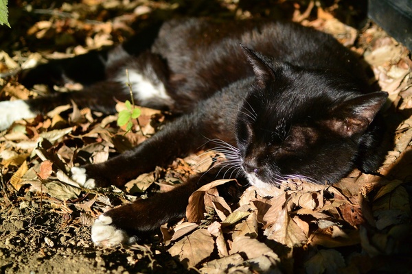 木と木の間のちょうど陽射しがはいるところを選んで寝てるのだ（2012年11月 ニコン Nikon1 V2）