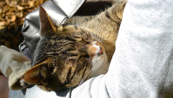 気持ちよさそうに目を閉じている顔をどうぞ。でも、猫を乗せてる人は、どのタイミングで下りてもらおうか困ってるといってました（2012年11月 ニコン Nikon1 V2）