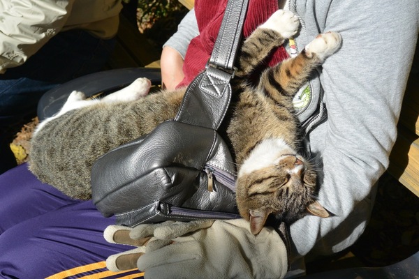 日向は温かい、人の膝が加わるともっと暖かい、ということをよく知っている猫なのでした。たすき掛けのバッグを上手に使っているところに感心（2012年11月 ニコン Nikon1 V2）