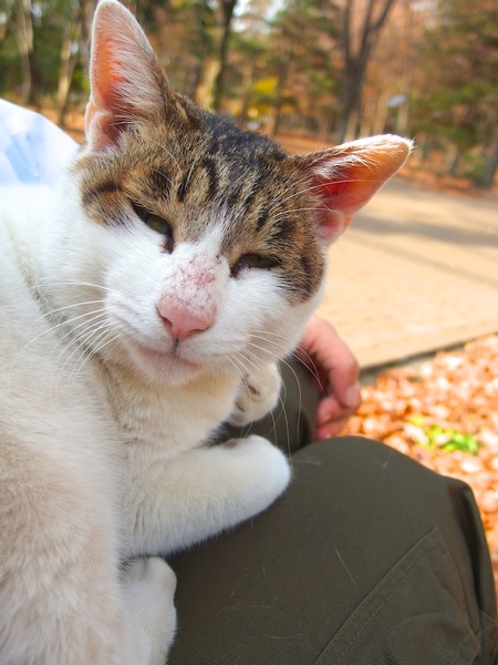 膝に載っかってる猫を無理矢理右手を伸ばして撮ってみた。顔を向けてくれたのでラッキー（2012年12月 オリンパス XZ-2）