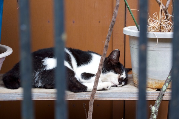 気持ちよさそうに眠る猫。堤防沿いのおうちで人通りが少ないこともあってすごく無防備。手を伸ばしたら届きそうな距離だったのだけど、ぴくりともせず寝てたのでそのままそっとしておきました（2012年9月 オリンパス OM-D E-M5）