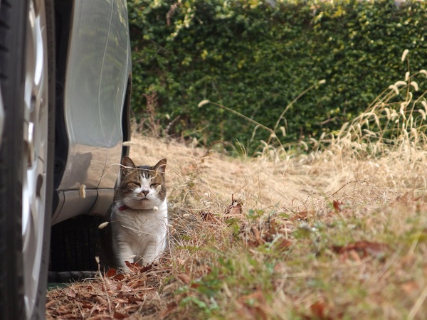 枯れたネコジャラシがいかにも草っぱらという感じ。猫も寒そうだけど撮ってる方も寒かった。そんな冬の1枚（2013年1月 オリンパス XZ-2）