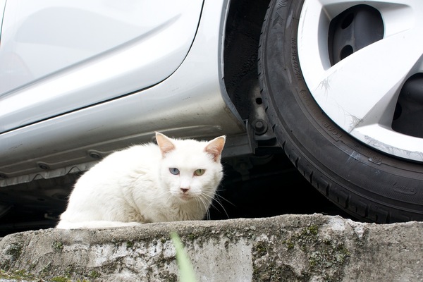 街でみかけた白猫。よく見ると、右目が青、左目が黄のオッドアイだった（2011年6月 ソニー NEX-5）