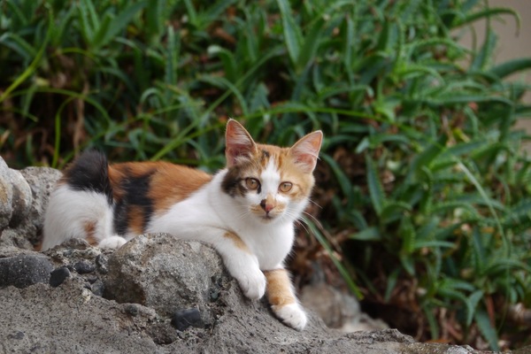 「ミケ」の子猫。きれいな三色がよい感じです。日本ならではの猫だそうな（2011年7月 パナソニック DMC-G3）