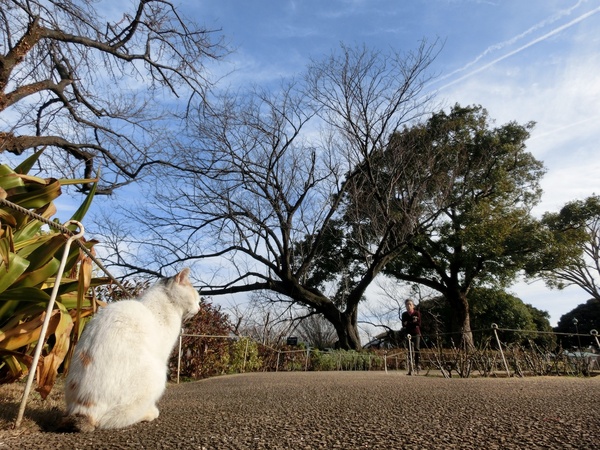 港の見える丘公園で見つけた猫。人なつこくて近づいてもまったく逃げる気配なし（2013年2月 カシオ EX-ZR1000）