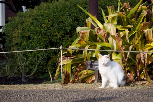 白基調のミケっぽい猫を発見。日差しが気持ちいい日だったのでひょこひょこと日向に出てきてた。すかさずしゃがんでモニターをチルトさせて撮影（2013年2月 オリンパス OM-D E-M5）