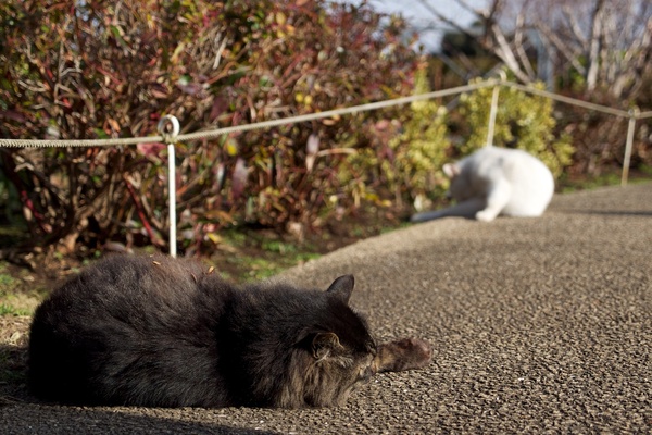 ふさふさの長毛種が身体中に枯れ葉をつけてのっそりと登場。そのままひなたぼっこモードに。奥にいるのがさっきの白ミケ猫（2013年2月 オリンパス OM-D E-M5）