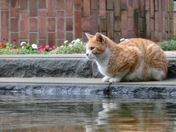 池の畔でじーっとしてるチャトラ。3週間前に水を舐めている姿を掲載したけど、同じ猫です（2013年2月 カシオ EX-ZR1000）