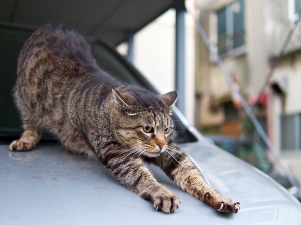 ボンネット上のキジトラ。ここが好きな猫は多いのだ。このおうちで飼われているか、車の持ち主が猫嫌いではありませんように（2013年2月 オリンパス OM-D E-M5）