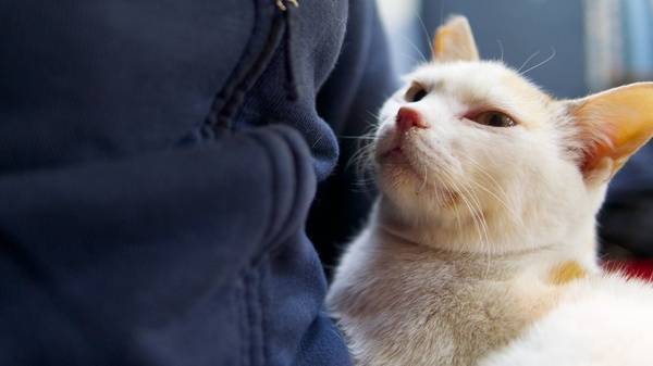 「活魚 千葉屋」には膝猫がいたのであった。一緒に行った友達の膝にちょこんと乗っかったので、横からOM-Dで撮影（2013年2月 オリンパス OM-D E-M5）