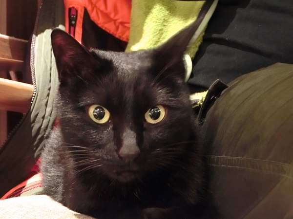 ソファーの黒猫をアップで。ちょっとびっくりした顔してます。テーブルをうまく使えば、手ブレの心配もなし（2013年2月 カシオ EX-ZR1000）