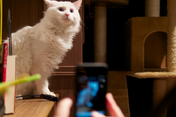 スマホで猫を撮る人ごしに撮ってみた。白い猫は「フランフラン」。真っ白で長毛でふわふわ（2013年2月 オリンパス OM-D E-M5）