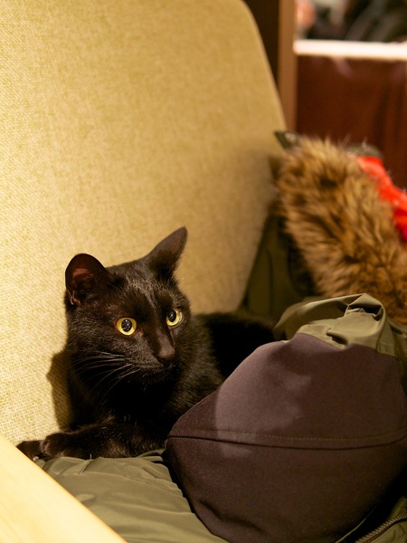 いつのまにか椅子の背にかけておいたはずの私の上着がずり落ちてて黒猫のネロが陣取ってたの図（2013年2月 オリンパス OM-D E-M5）