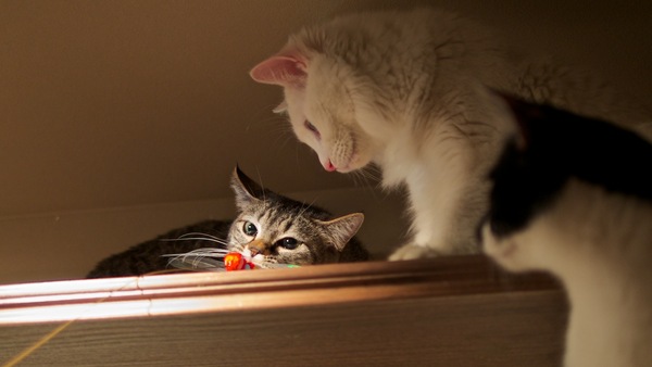 キャットウォークで遊ぶ猫。ちょうどスポットライトが当たってる場所でオモチャを捕まえてくれたのですかさず撮影（2013年2月 オリンパス OM-D E-M5）