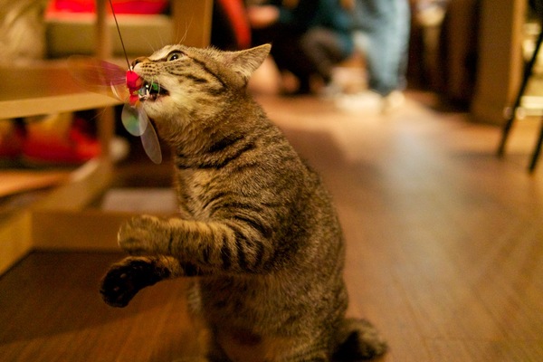 後ろ足で立ってパクッ。猫は一瞬の動きが速いのでおもちゃを動かす方も大変（2013年2月 オリンパス OM-D E-M5） 
