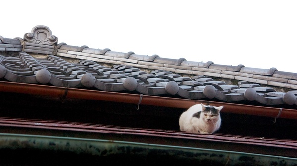 偶然見つけた屋根猫。この家にいた猫を撮ってたら、上からじーーっと観察されておりました。バレてたらしい。おそろしや（2010年12月 ソニー NEX-5）