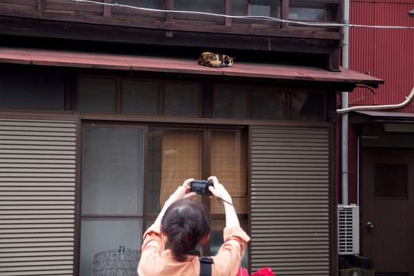 腕を伸ばして頑張って撮ってる人の背中ごしに撮ってみた。屋根の上にいる猫は高い故に大変なのだ（2012年6月 オリンパス OM-D E-M5）