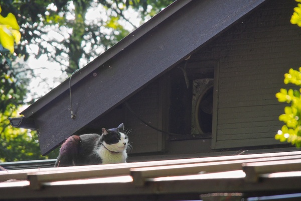 屋根の上でぬくぬく猫。背中がぽかぽかしてて動きたくないって感じでした（2012年5月 オリンパス OM-D E-M5）