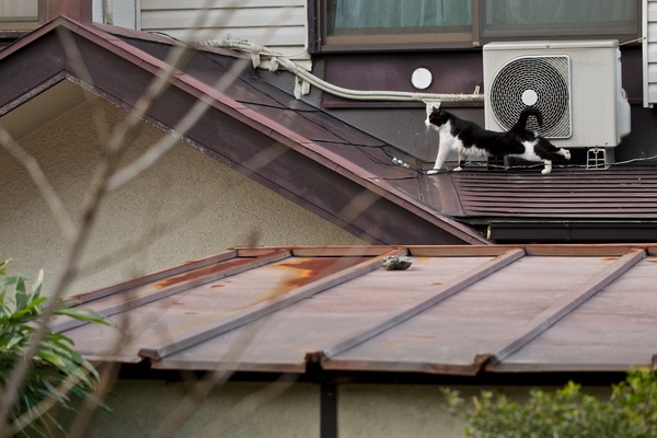屋根の上で「んーん」と伸びをした瞬間。寝てた猫はこうして大きくストレッチをしてから歩き始めるのだ。近くの公園から望遠で狙ってみた（2013年2月 オリンパス OM-D E-M5）