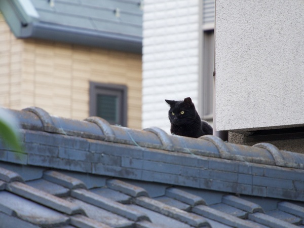 瓦屋根の上でじーっと遠くを観察してた黒猫。けっこう遠くからそっと撮ってみた。こういうとき、望遠レンズを持ってきておいてよかったなと思う（2013年2月 オリンパス OM-D E-M5）