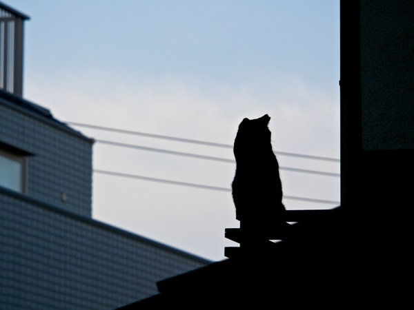実は屋根の上ではなく手すりにいたのでしたという黒猫。逆光の黒猫なので、そのままシルエットにしてみた（2013年2月 オリンパス OM-D E-M5）