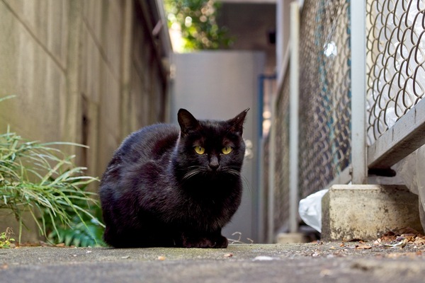 地面スレスレ猫目線で黒猫。黄色い目がキリッとしておりました（2013年2月 オリンパス OM-D E-M5）