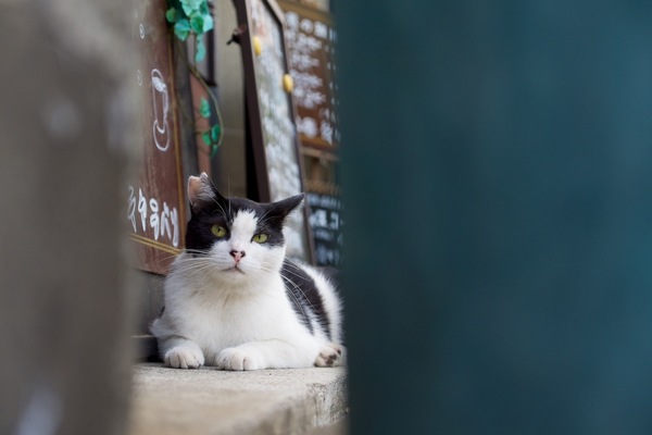 鉢の隙間からお店の前でくつろいでる猫を狙ってみた。くつろいでるところを撮りたかったけど、思い切りバレてます（2012年8月 オリンパス OM-D E-M5）