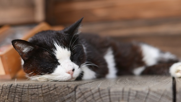 拝殿で気持ちよさそうに寝てたハチワレ猫。溶けちゃってるようで近づいてもピクリとも動かず、なでさせてもらいました。フルサイズ一願レフで背景をふわったぼけさせて撮影（2012年10月 ニコン D600）