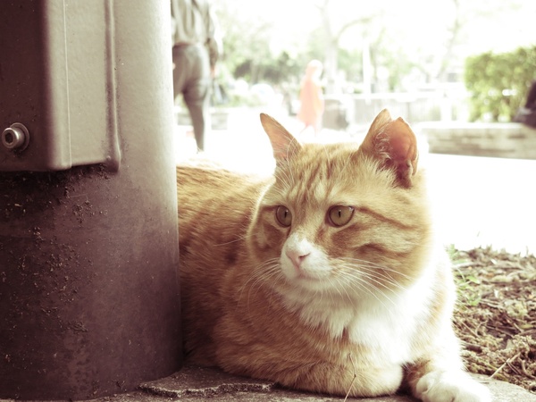 昭和っぽい雰囲気の写真。ふわふわした人なつこい猫の雰囲気が出てる（2013年4月 キヤノン PowerShot N）