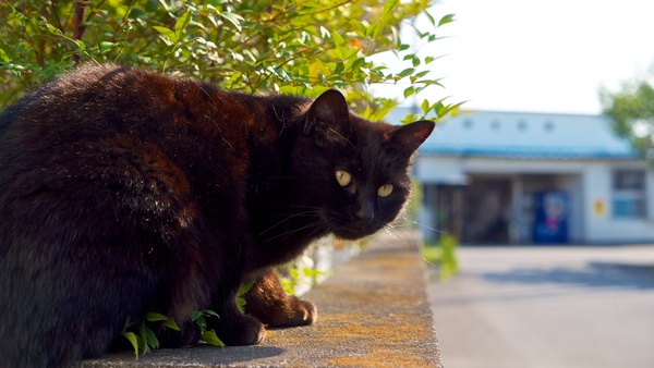 駅前で見つけた黒猫。塀の上にいてくれたので、無理矢理駅舎を背景に撮ってみた。旅先で猫に出会ったら背景込みで撮ってみたい（2013年5月 オリンパス OM-D E-M5）