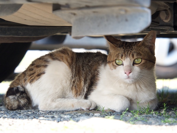 車の下に隠れてた美猫。ちょっと望遠で寄ってみた（2013年5月 オリンパス OM-D E-M5）