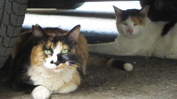 車の下に隠れてじっとこっちを見つめてる2匹の猫。これからの季節、よく晴れた暑い日は車の下で見つかります。かといって車の下を覗き込みながら歩いてると不審者過ぎるのでアレですが（2013年5月 キヤノン PowerShot N）