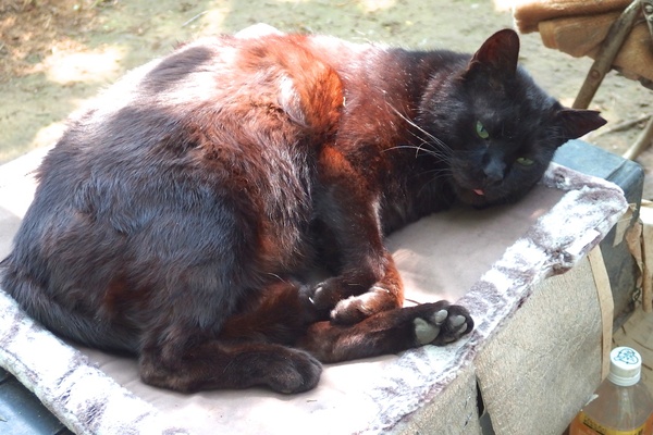 （おそらく）専用のベッドで昼寝してた巨大な黒猫。ほんとにデカかった。耳にカットがあるのでこのあたりの地域猫なのだろう（2013年5月 オリンパス XZ-10）