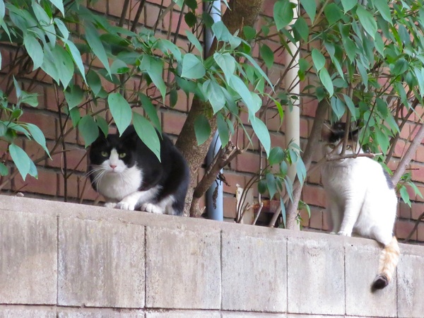 サッカー観戦帰りに見つけた塀の上でじっと様子を伺ってる2匹の猫。手前のハチワレが凛々しい（2013年5月 キヤノン PowerShot N）