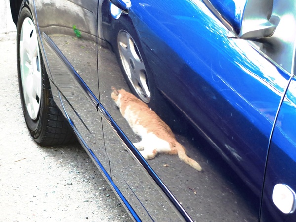 一見何がなんだかわからない不思議な光景だが、車の横っ腹に隣の車とその足元で伸びてる猫が映っているのだ。クリエイティブショットで撮った1枚（2013年5月 キヤノン PowerShot N）