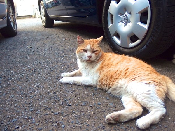近寄れるときは広角で撮ると迫力があっていい。猫って意外に車の影や下が好きなのだ（2013年5月 オリンパス XZ-10）