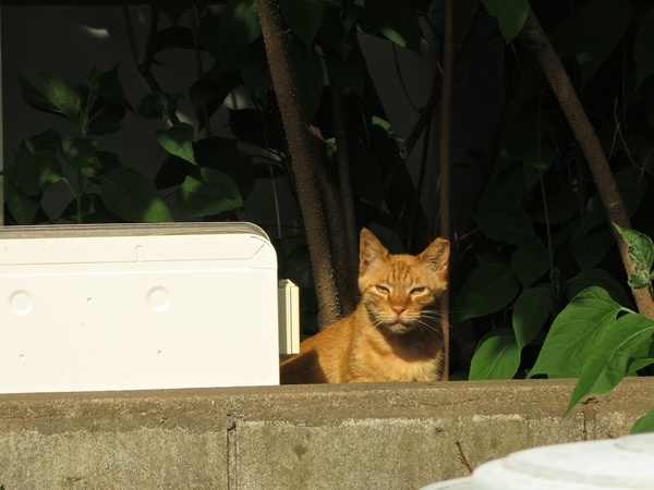 そっと顔を出して様子を伺うメスライオンっぽい感じの猫。このあとまた隠れちゃいました（2013年5月 キヤノン PowerShot N）