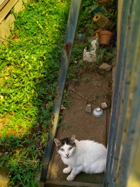 門戸の裏にまた別の猫。このあたり猫がたくさんいたのだ。ISO 10000まで上げてなんとか撮影（2012年8月 オリンパス OM-D E-M5）