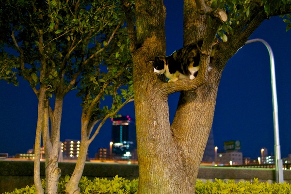 夜の木登り猫。さすがに暗いとピントが合いづらくて難しいけどなんとか撮れました。これはISO 1600（2013年2月 オリンパス OM-D E-M5）