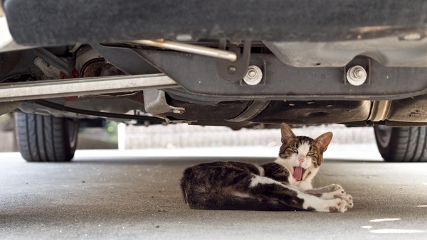 車の下に猫を発見したので、液晶モニターをチルトさせてそっと狙ってたら、いきなり大あくびしてくれました（2012年7月 オリンパス OM-D E-M5）