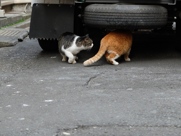 車の下から出てきたと思ったら、別の猫にじゃれつかれてまた戻っていくトラ混じりの茶猫（2013年3月 富士フイルム X20）