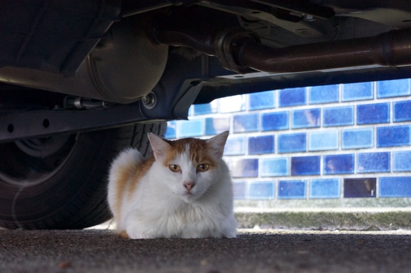車の下に猫を見つけたので地面ギリギリにカメラを置いて撮影。何事かとこっちをじーっと見てる姿を撮れた。手の甲を地面につけるようにカメラの下に左手を置いて、うまく保持すると手ブレしにくい（2012年7月 ソニー NEX-5N）