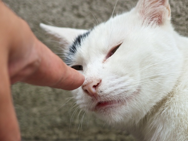 人に慣れた猫がいたら、ちょっと遊んでもらう。指先を出したらくんくんしてくれたのですかさず鼻にピントをあわせて撮影。このあと頭もなでさせてくれました（2013年6月 オリンパス XZ-2）