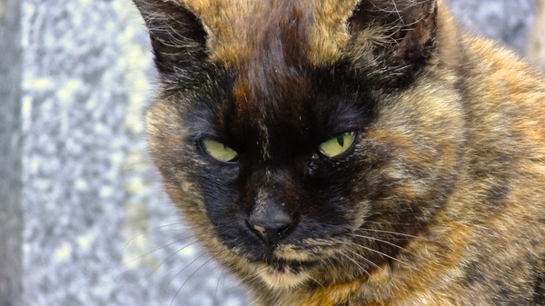 墓地にて。ちょっとだけ顔を出してこっちを警戒してる猫を望遠で（2013年6月　富士フイルム FinePix HS50EXR）